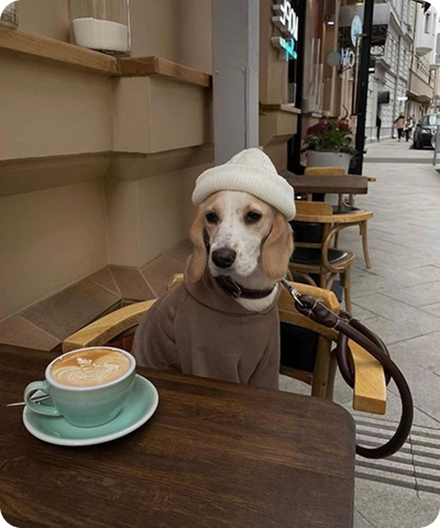Dog in cafe